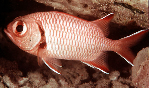 Myripristis murdjan - roter Soldatenfisch