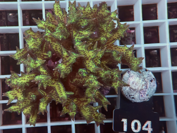Seriatopora sp. - Buschkoralle (104)