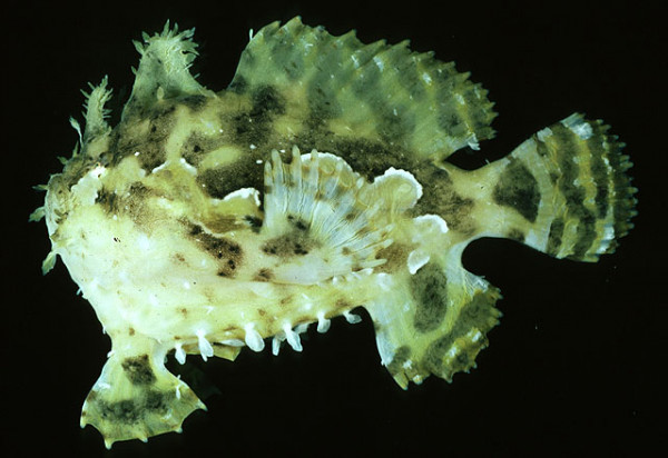 Histrio histrio - Sargassum Krötenfisch