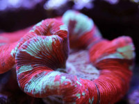 Trachyphyllia geoffroyi - Hirnkoralle, bicolor (E 01446/18) Trachyphyllia geoffroyi - Hirnkoralle, bicolor (E 01446/18)