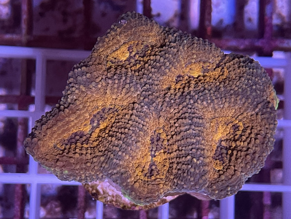 Acanthastrea echinata Orange Frag