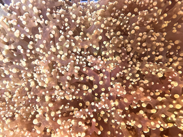 Euphyllia yaeyamaensis - Froschlaich-Koralle gold Einzelpolyp