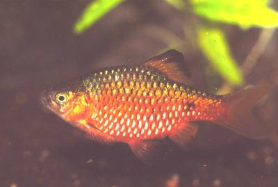 Pethia conchonius - Prachtbarbe, gold