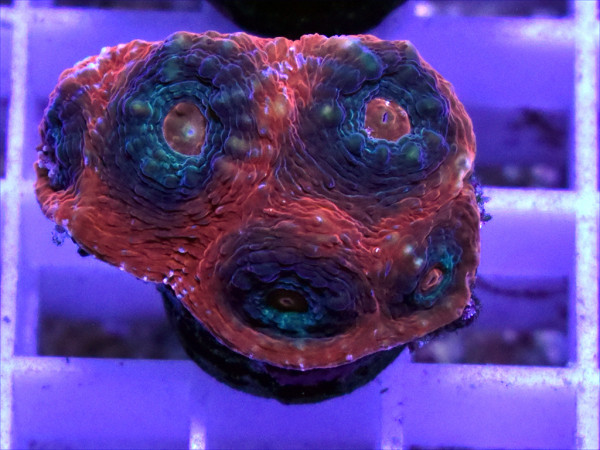 Echinophyllia spp. - Chalice Red Green Red Frag