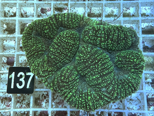 Lobophyllia spec. - Hirnkoralle ultra (137)