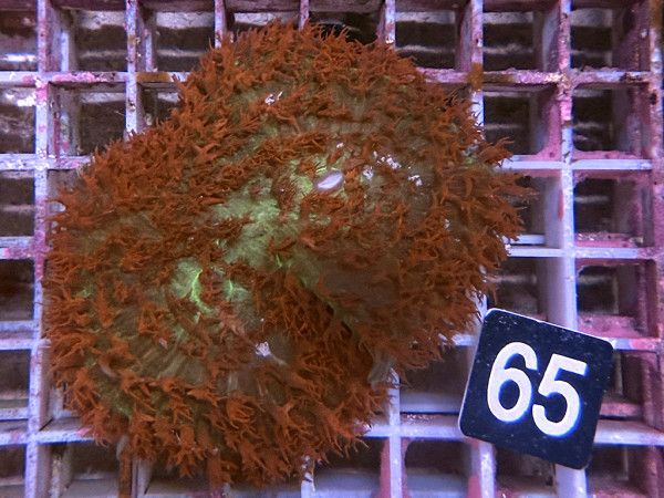 Rhodactis osculifera - St. Thomas Scheibenanemone (65)