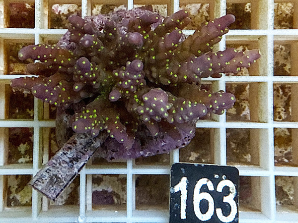 Acropora nana (163)