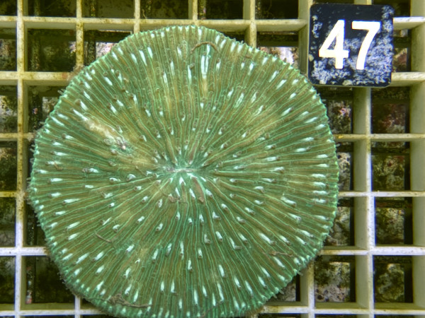 Fungia spec. green (47)