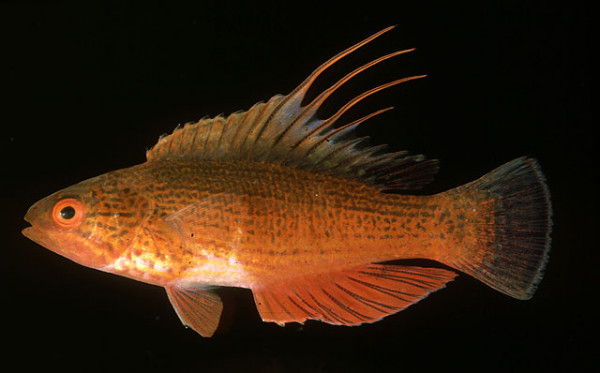Paracheilinus lineopunctatus - Roter Zwerglippfisch