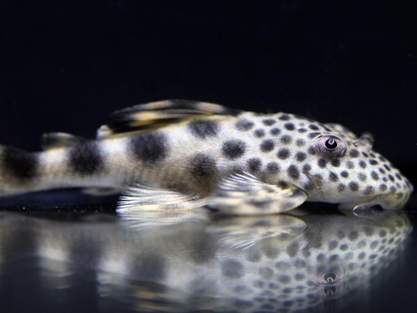 Ancistomus cf. Sabaji - L75, 6-8cm