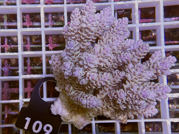 Acropora sp. ultra (109)
