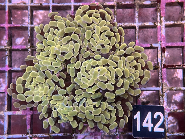 Euphyllia paraancora - Hammerkoralle gold (142)