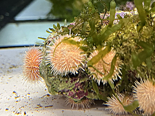 Salmacis sp. "Pink Lady" - Pink Lady Seeigel