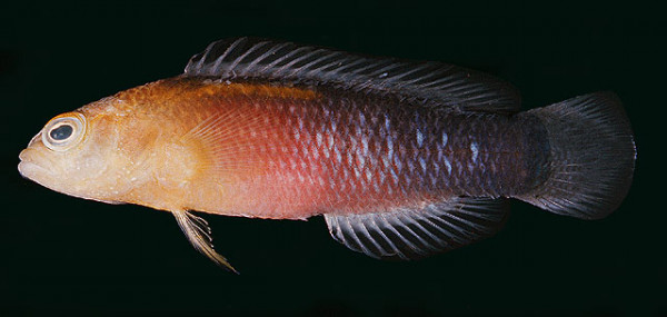 Pseudochromis tapeinosoma - Schwarzband-Zwergbarsch