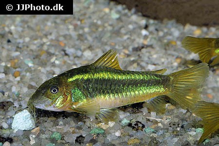 Corydoras sp. - CW009 Green Stripe