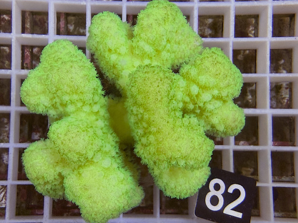 Pocillopora verrucosa - Buschkoralle neon (82)
