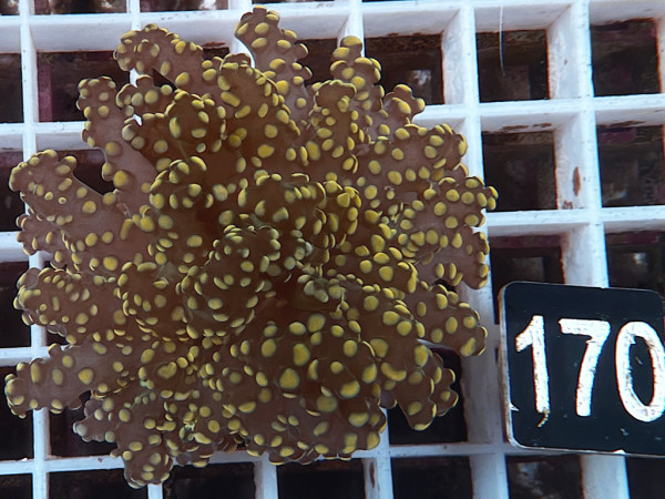 Euphyllia yaeyamaensis gold Einzelpolyp(170)