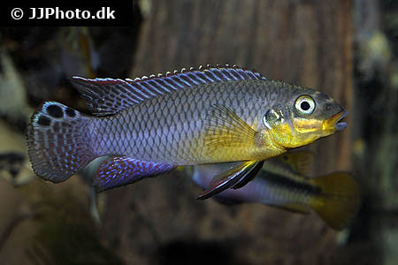 Pelvicachromis taeniatus - Smaragdprachtbarsch, Kienke