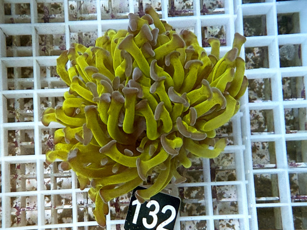Euphyllia paraancora bicolor (32)