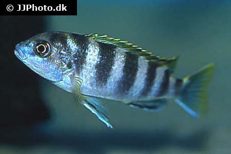Labidochromis sp. - Perlmutt