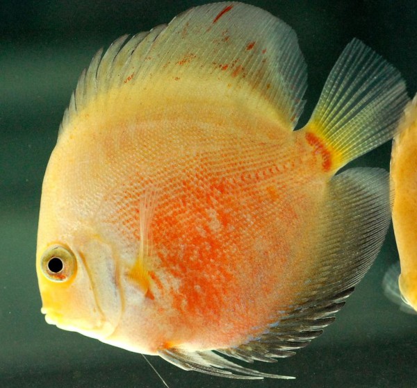 Symphysodon aequifasciatus - Diskus Purple Cobalt 7-8 cm