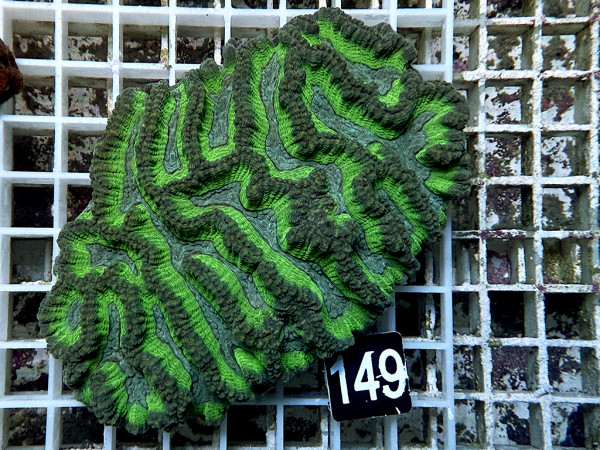 Oulophyllia spec. - Hirnkoralle (149)