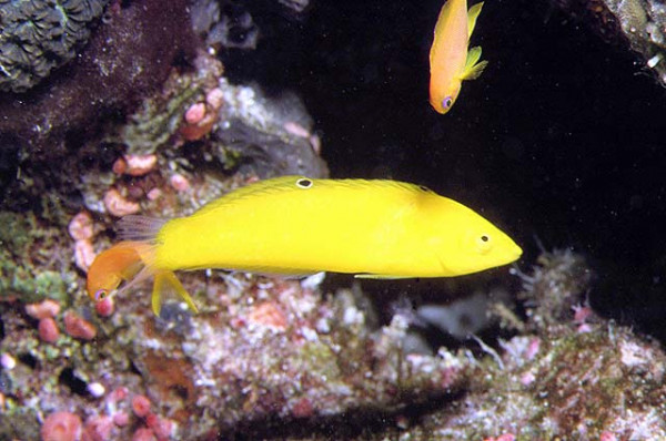 Halichoeres chrysus - Kanarien-Lippfisch
