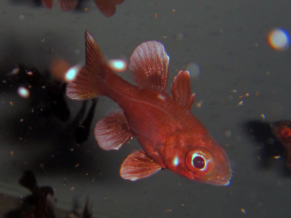 Apogonichthyoides melas - Sort kardinalfisk