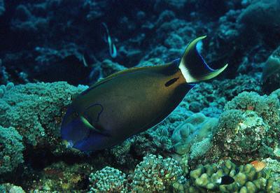 Acanthurus fowleri - Hufeisen-Doktorfisch