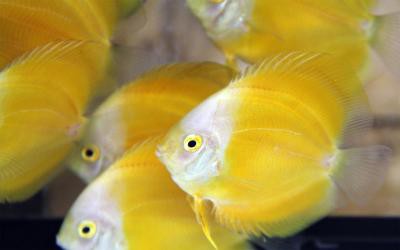 Symphysodon aequifasciatus - Marlboro Yellow Diskus 10-12cm