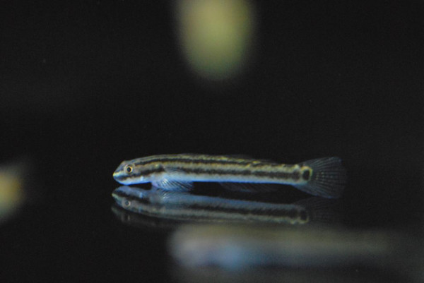 Stiphodon elegans - Algenfressende Neongrundel