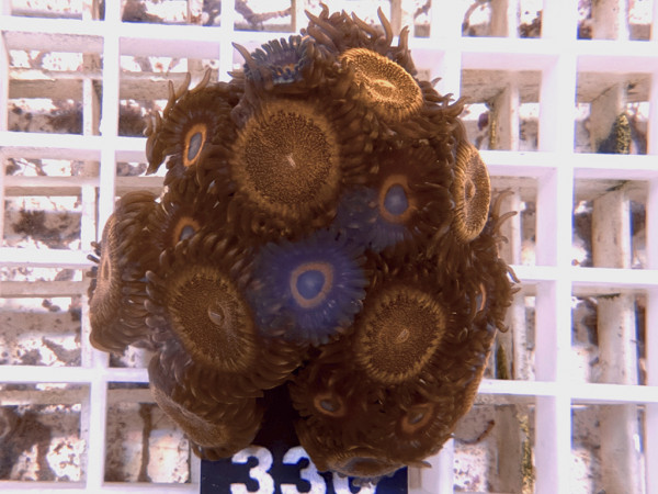 Zoanthus spec. - Krustenanemonen Frag (330)