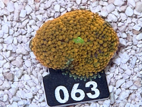 Ricordea floridae - orange (063)