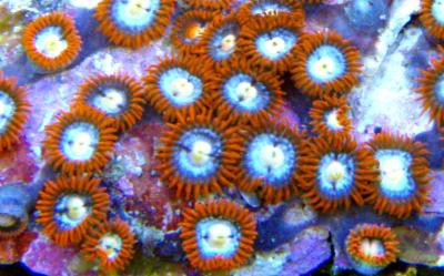 Zoanthus spec. - Krustenanemonen, Superfarbig!