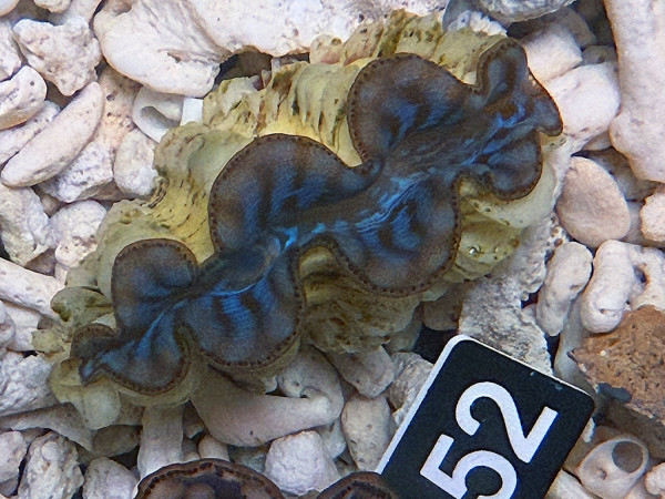 Tridacna maxima 6 cm (52)