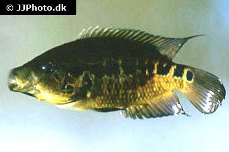 Parachromis friedrichsthalii - Yellow Jacket