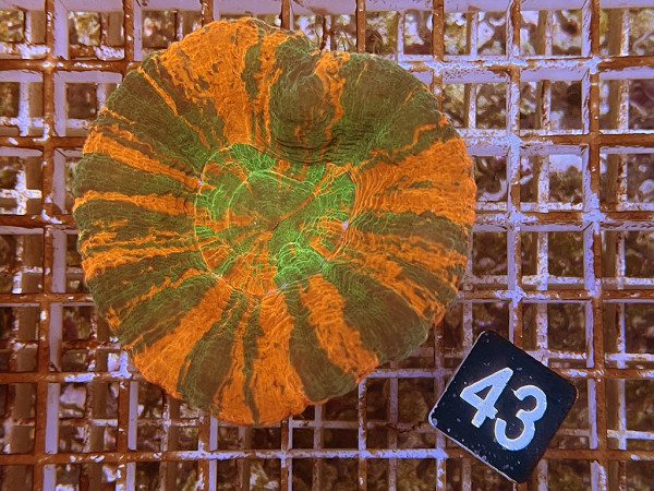 Scolymia australis - Scolymia australis ultra (43)