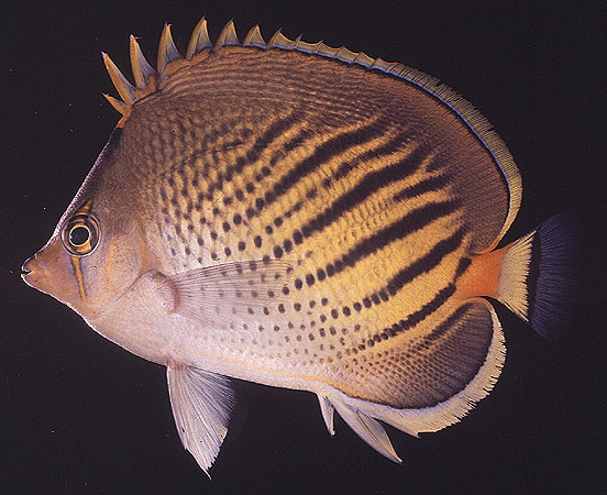 Chaetodon pelewensis - Diagonalstreifen-Falterfisch, selten!