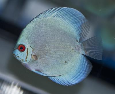 Symphysodon aequifasciatus - Blue Diamond