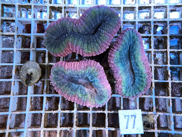 Lobophyllia spec. - Hirnkoralle ultra (77)