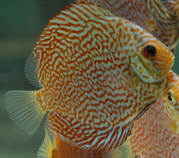 Symphysodon aequifasciatus - Diskus Ruby Red Royal 7-8 cm