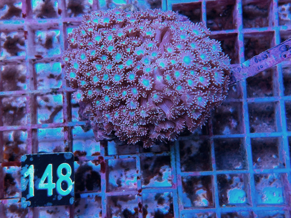 Goniopora spec. purple (148)