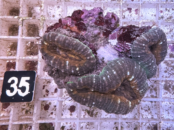 Lobophyllia spec. - Hirnkoralle ultra (35)