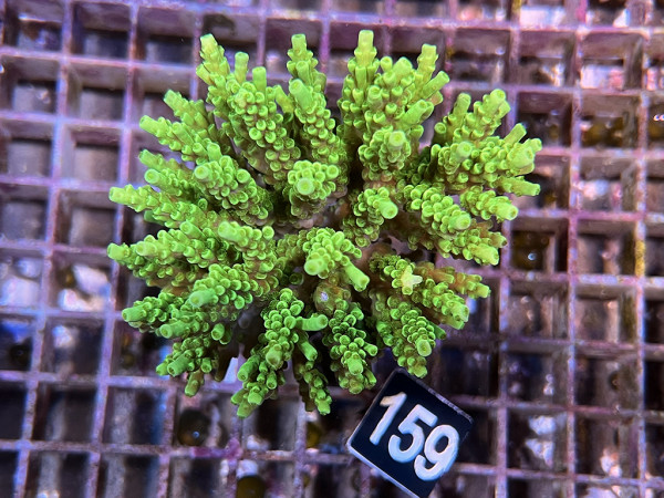 Acropora spec. (159)