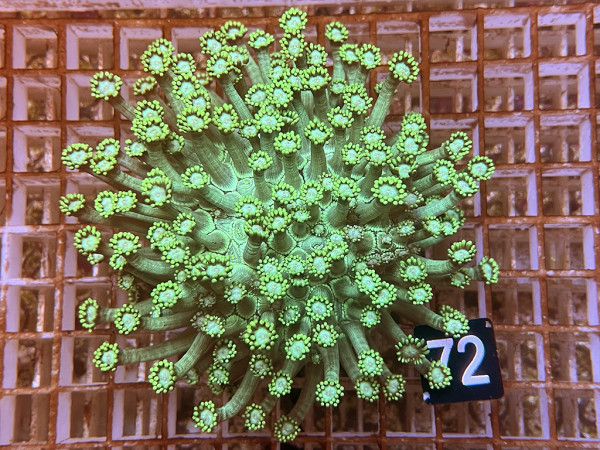 Goniopora spec. neon green (72)
