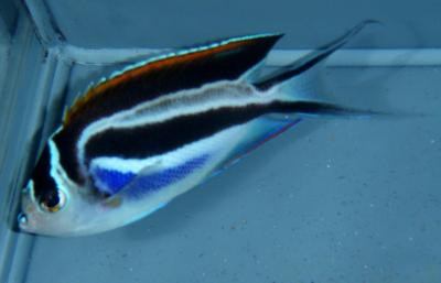 Genicanthus bellus - Pracht-Lyrakaiserfisch, Weibchen