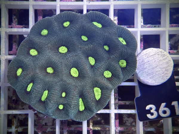 Goniastrea spec. (361)
