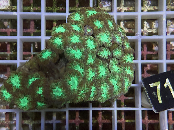 Blastomussa merleti (71)