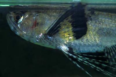 Pantodon buchholzi - Schmetterlingsfisch