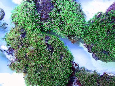 Pachyclavularia violacea - grüne Röhrenkoralle